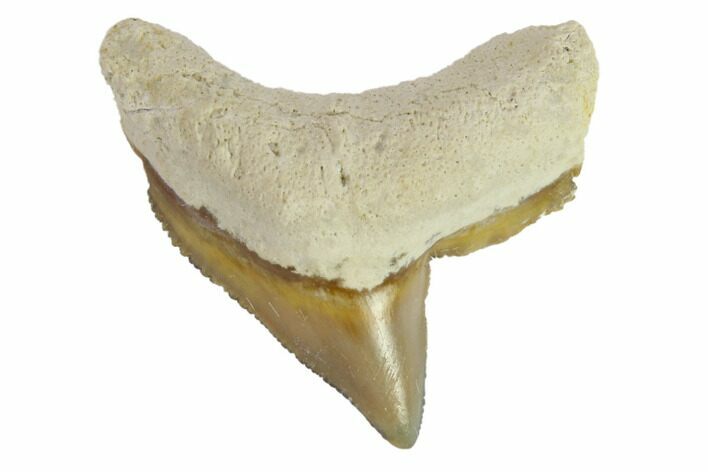 Fossil Tiger Shark Tooth - Bone Valley, Florida #145175